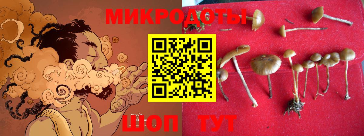 Псилоцибиновые грибы Psilocybe Медногорск